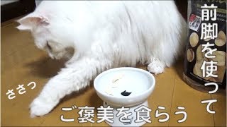 お風呂(後半) 【ノルウェージャンフォレストキャット Norwegian Forest Cat】