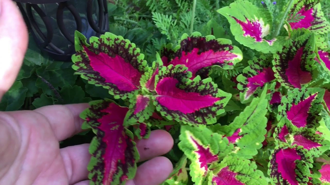 Gardening at the Lake. Easy to grow plants and tips and how tos. - YouTube