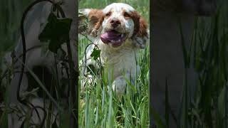 Discovering the Charisma of the Cumber Spaniel: A Journey into the Depths #Dog #Dogs #Dogfacts
