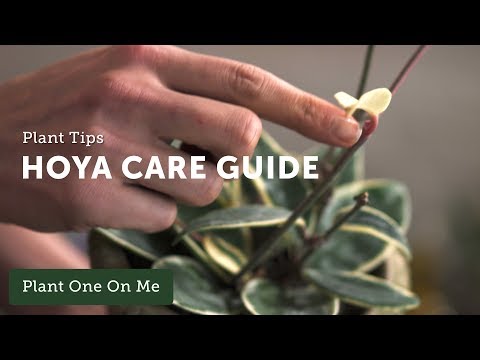 Hoya Care x Propagation Ep 112