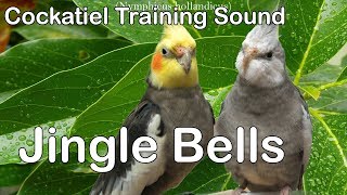 Jingle Bells  Whistle Cockatiel Training sound