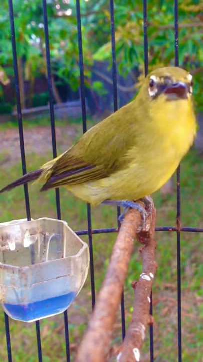 pleci ngriwik langsung nembak