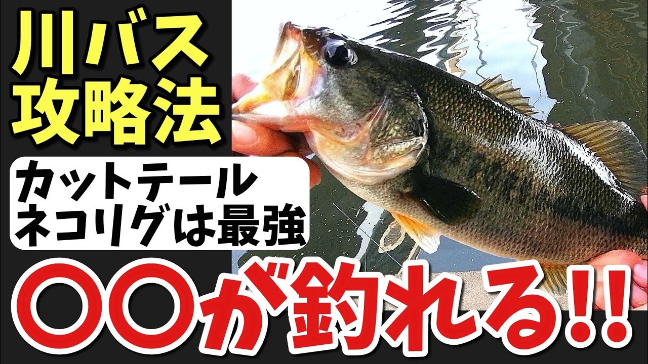 川バス釣り カットテールネコリグで を狙うと釣れるよ Youtube 川バス釣り カットテールネコリグで を狙うと釣れるよ Youtube