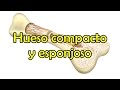 Hueso compacto y esponjoso