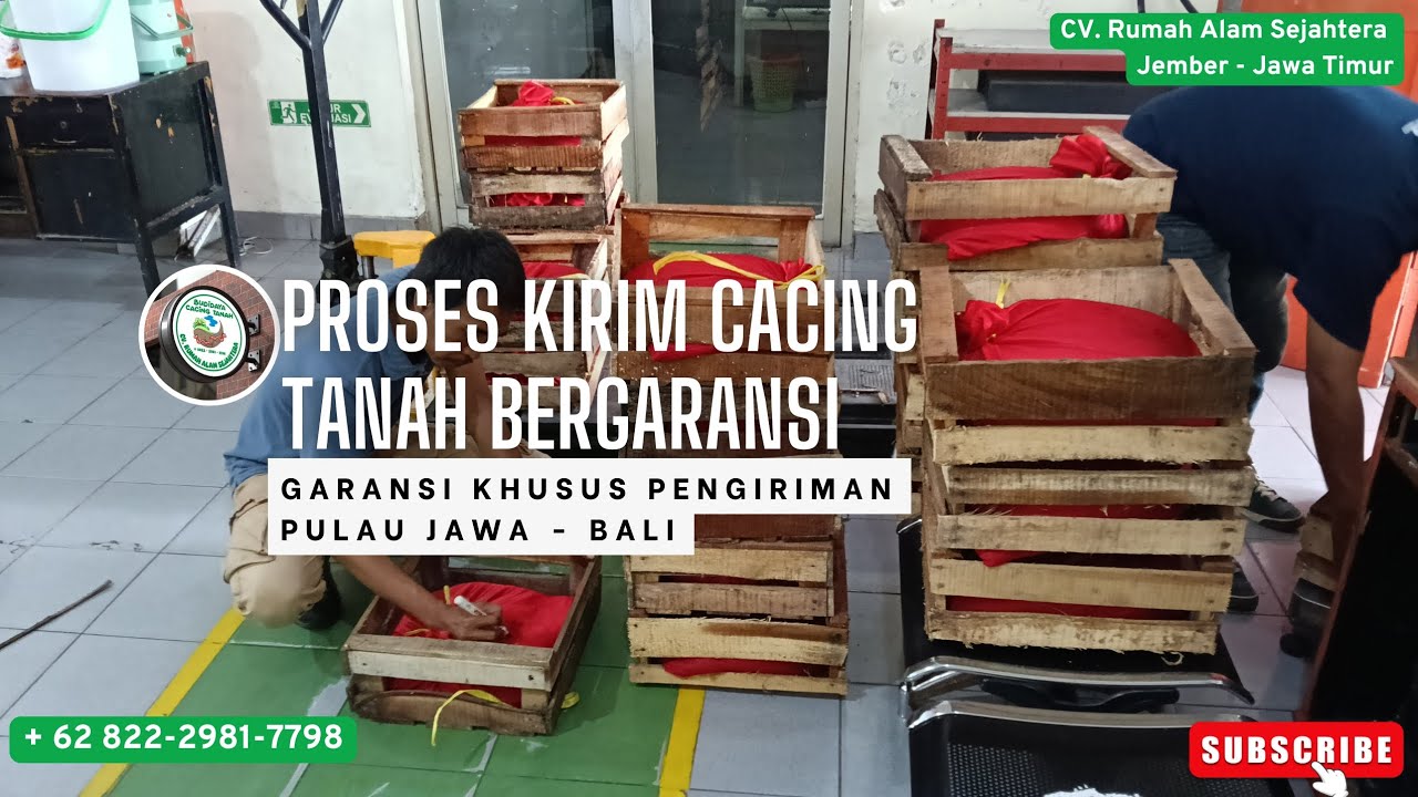 PROSES KIRIM CACING TANAH BERGARANSI #ternakcacing #jualcacing #budidayacacingtanah #fyp