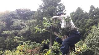 Niwaki Tree Pruning in Japan (2019)