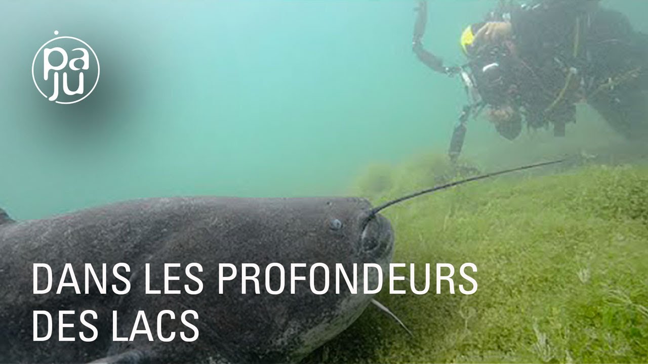 Plongée à la découverte du monde fascinant de la faune lacustre