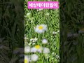 벌초를2번하는데 #박경순강사 #산소 #봉숭아학당문화혁신학교 #강문경#웃자대한민국 #월화수목금토일 #shorts