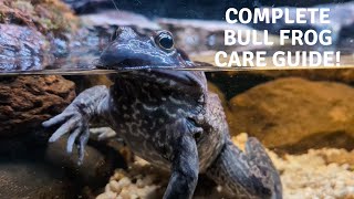 Complete American Bull Frog Care Guide!
