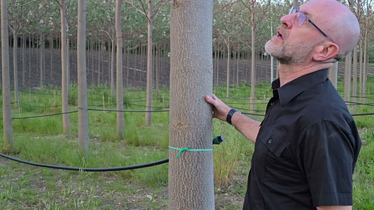 Paulownia trees - 2 years after maturity cutting - 15 aprilie 2025