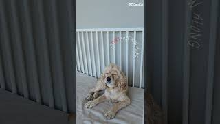 Rosse #dog #cockapoo