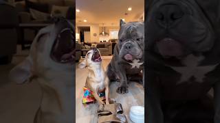 This Little Puppy Fooled Kalu the Dog! 🐶🤣 This Little Puppy Fooled Kalu the Dog! 🐶🤣