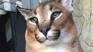 Big Floppa Doesn't Like to Trim His Claws : Caracal