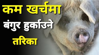 कम खर्चमा बंगुर हुर्काउन यी तरिकाहरु अप्नाउनुहोस् ।Kam lagat ma Bangur palan garne tarika