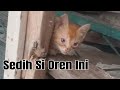 ANAK KUCING OREN INI SEDIH BANGET HEWAN PELIHARAAN