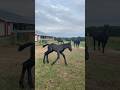 Run Dave!! #horse #foal #farm #equestrian #country #cowboys #percheron #cute #zoomies #pony