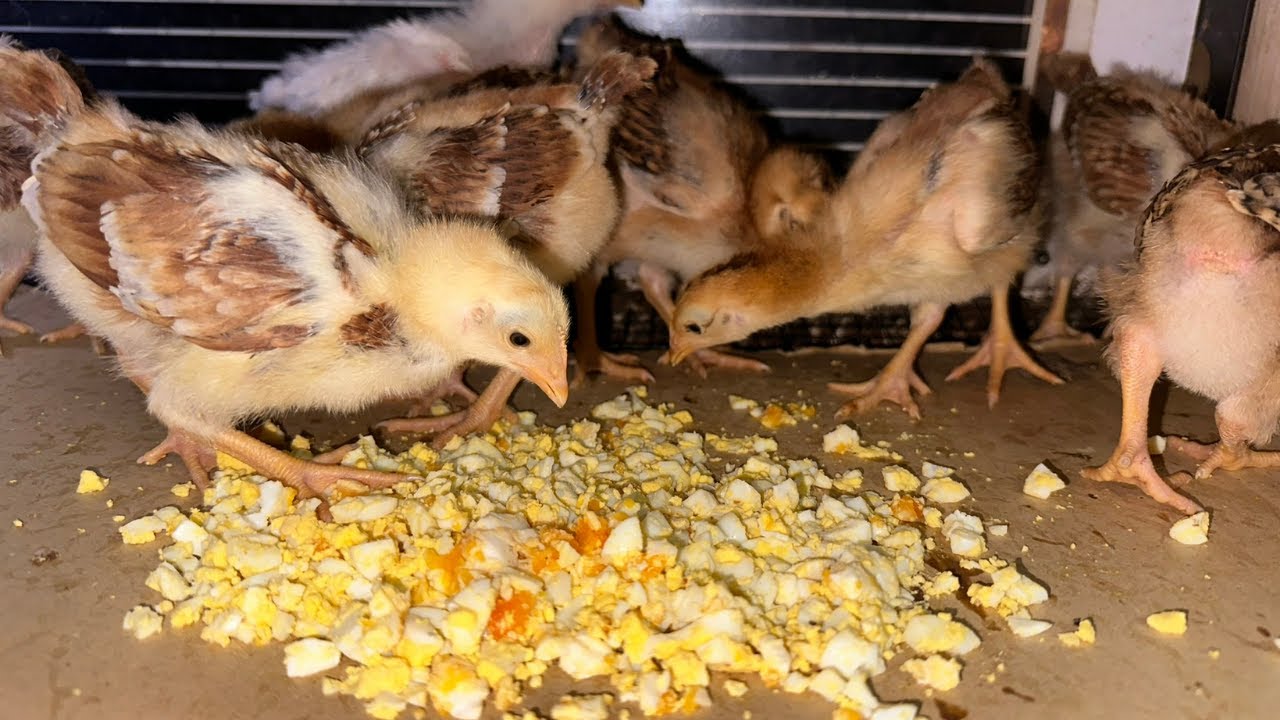 CİVCİVLERİ HIZLI BÜYÜTME YÖNTEMİ | HAŞLANMIŞ YUMURTA ZİYAFETİ