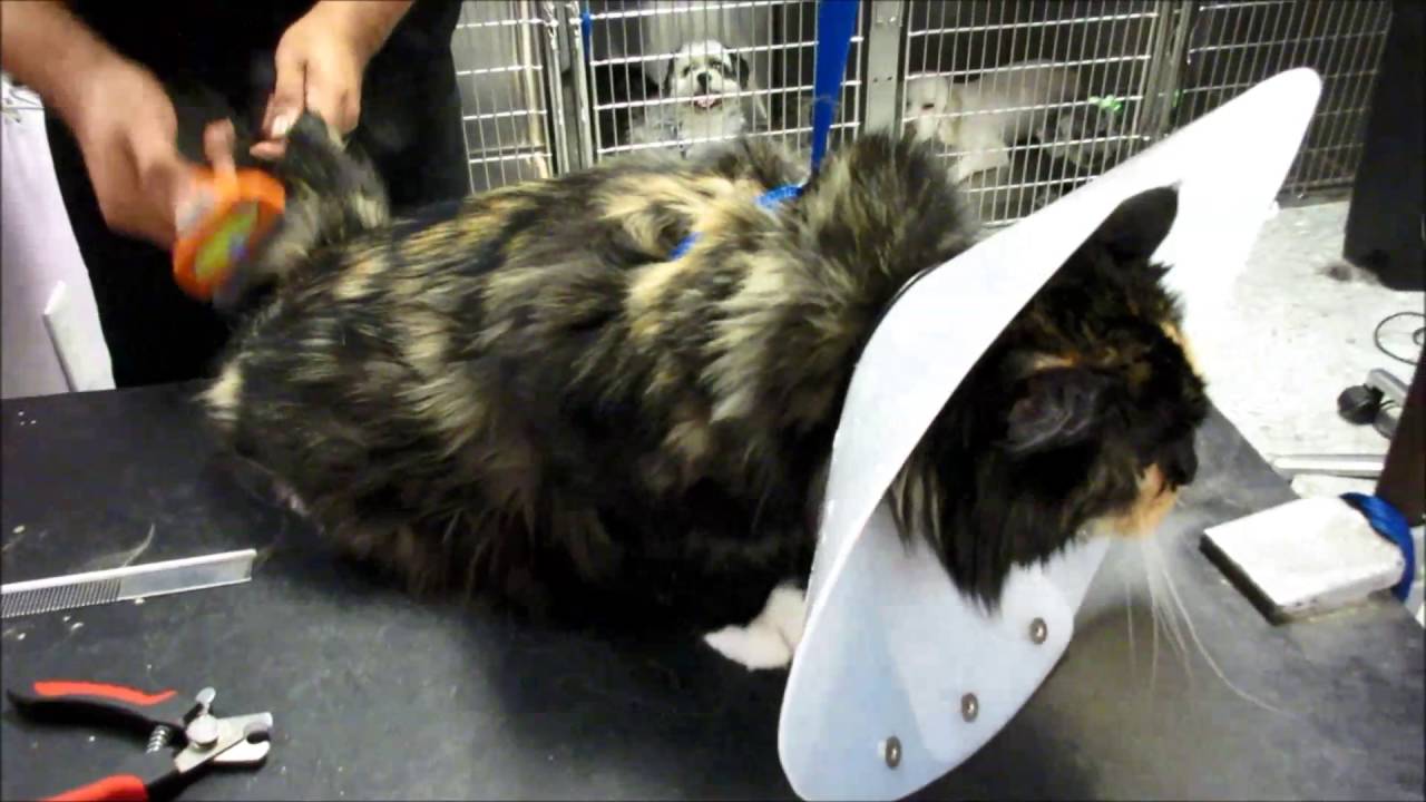 camera iphone 8 plus apk Bandit the Cat gets a Bath and Furminator at Pet Hospital in Orange, Ca.
