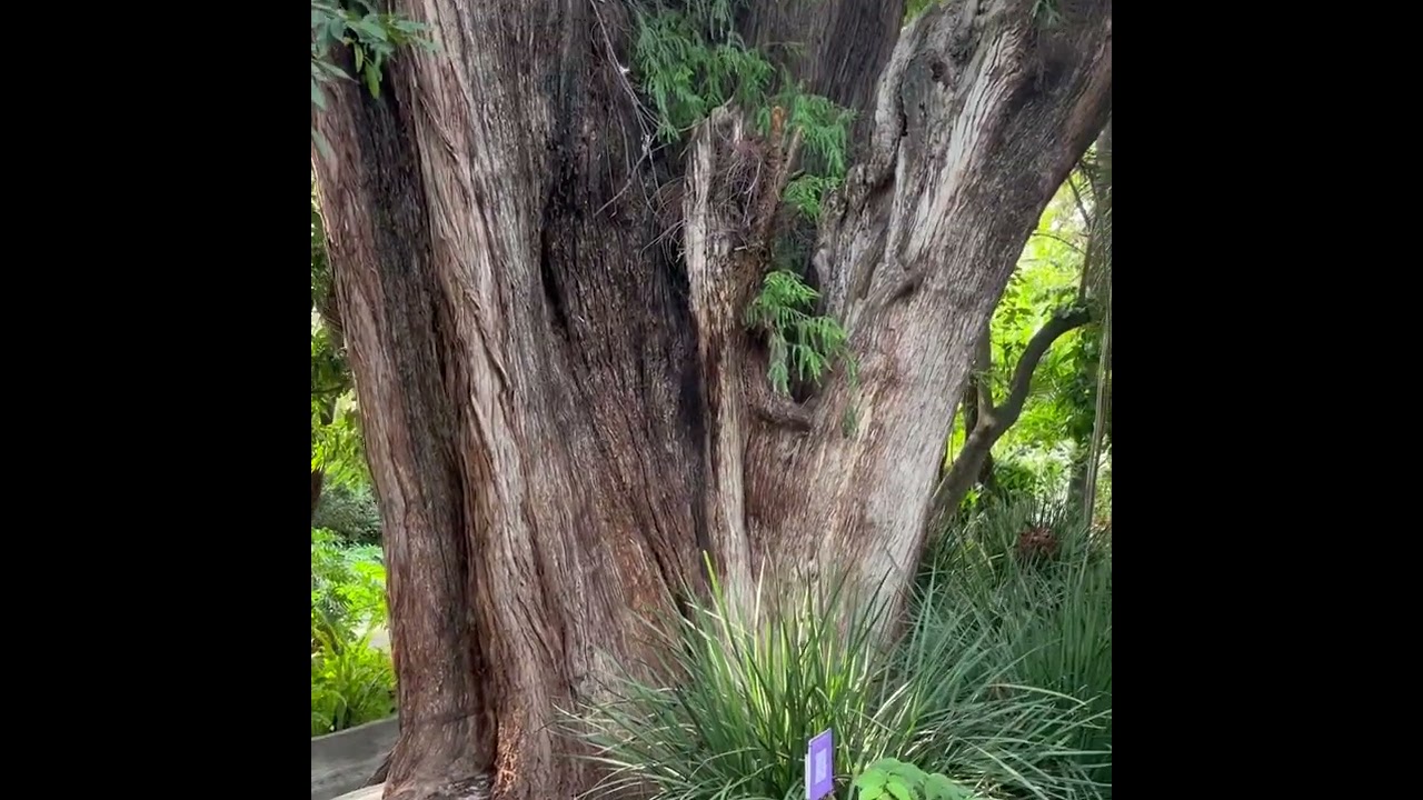 Cuernavaca: 1st days, Museo Morelense del Arte Contemporáneo Juan Soriano 