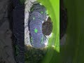 #trending #reptiles #turtle #fyp