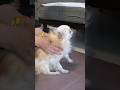 19歳、痛みに耐えるロン #チワワ #癒し #犬のいる生活 #シニア犬 #shorts