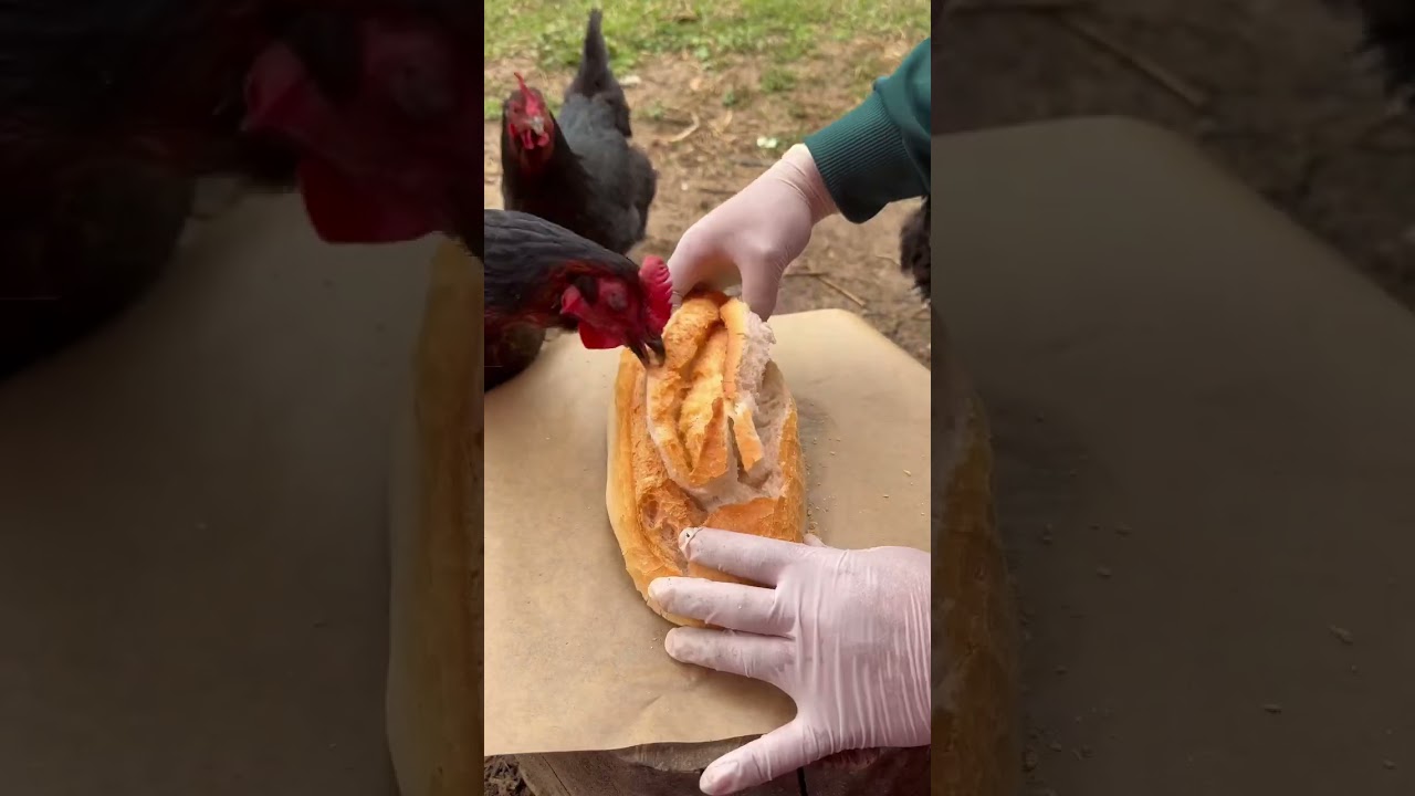 Makarnalı Kaşarlı Pide ???????????? #Yemek #yemektarifleri #yemekler #içerik #food #tavuk #chicken #pide Makarnalı Kaşarlı Pide ???????????? #Yemek #yemektarifleri #yemekler #içerik #food #tavuk #chicken #pide