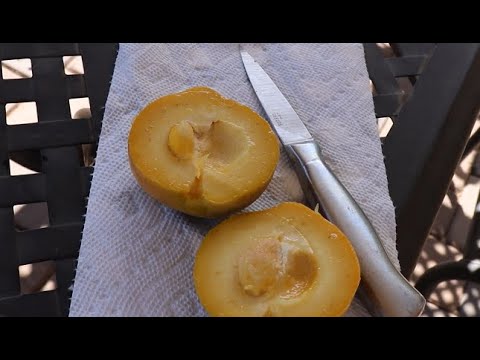 Video: Hoe smaakt witte sapote?