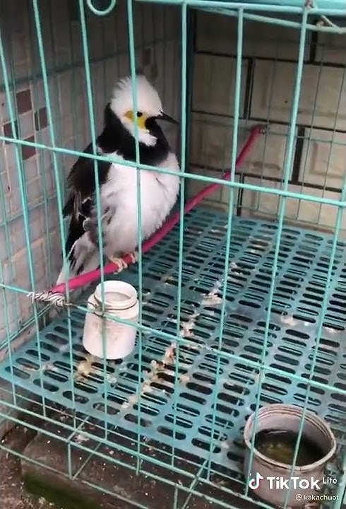 Jalak Hongkong Tiru Suara Alarm Mobil