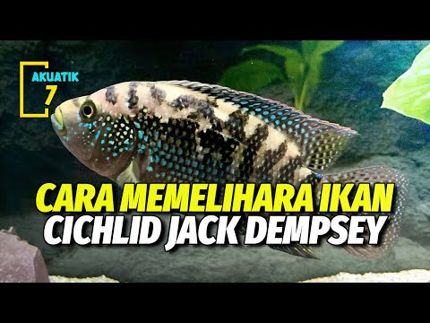 Video: Bolehkah Jack Dempsey dan Ikan Oscar Live Bersama?