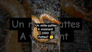 Un mille-pattes a vraiment 1000 Pattes ?