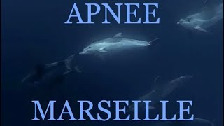 APNEE  MARSEILLE -Dauphins-Tortue-Mola-mola