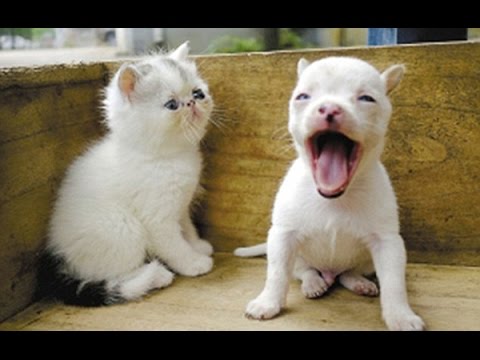 كيف: قطة تلد كلبين / ســبــحان الله