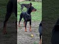 What’s going on? Gorby the Doberman