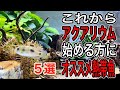 【初心者必見】始めてでも飼育しやすいオススメ熱帯魚5選【淡水魚 アクアリウム】