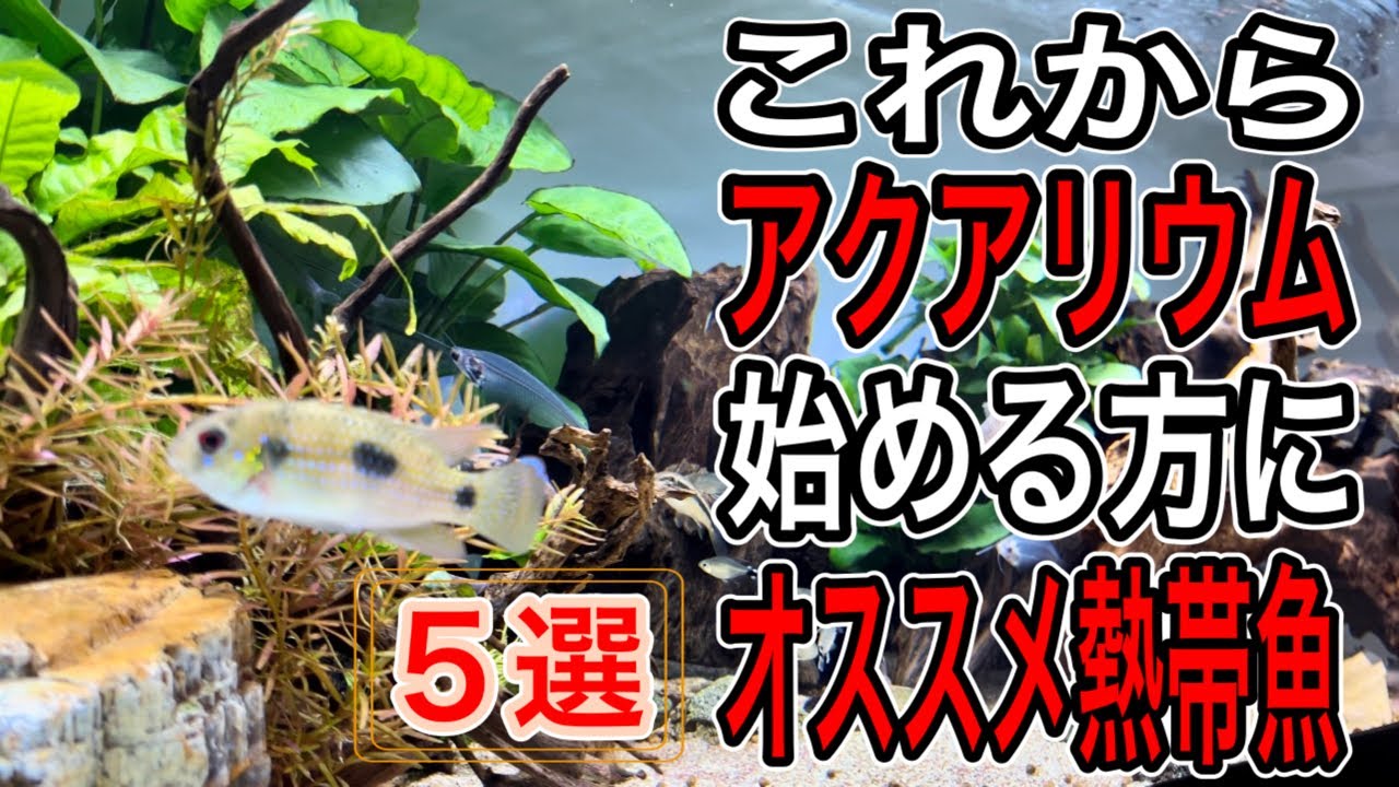 初心者必見 始めてでも飼育しやすいオススメ熱帯魚5選 淡水魚 アクアリウム Youtube