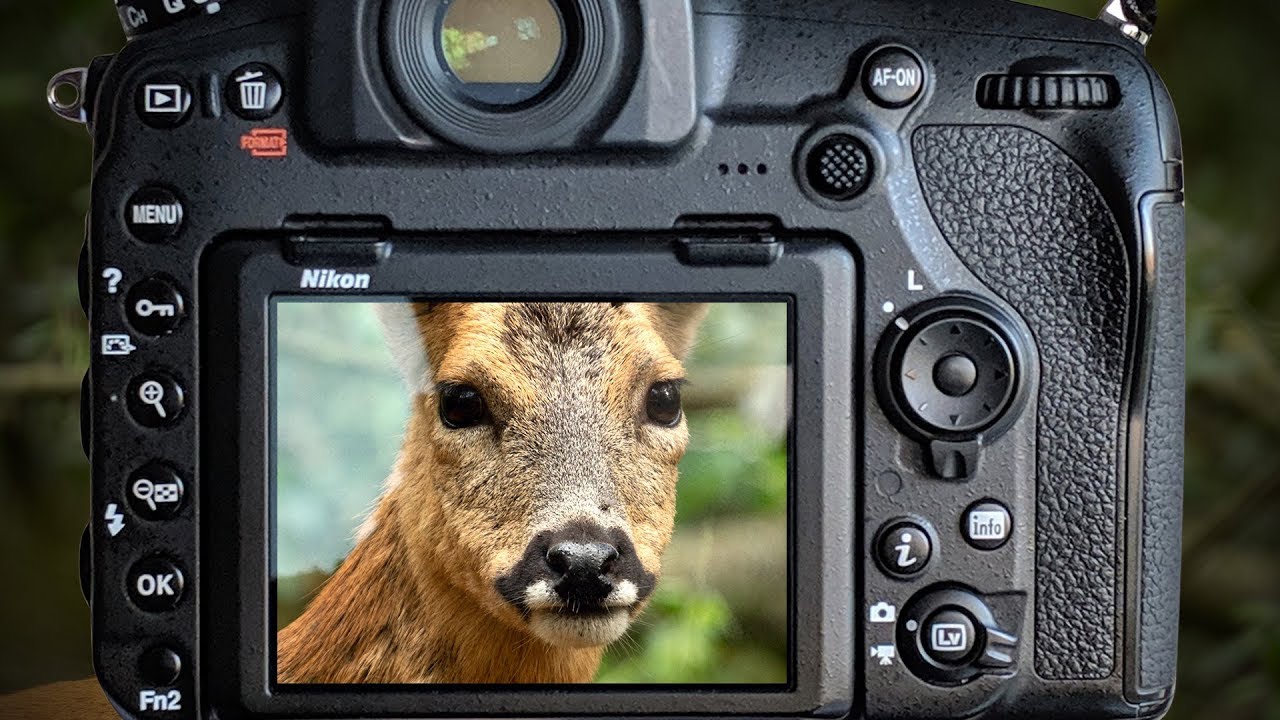 Wild Deer at Close Range Nikon D850 & 500PF Wildlife Photography