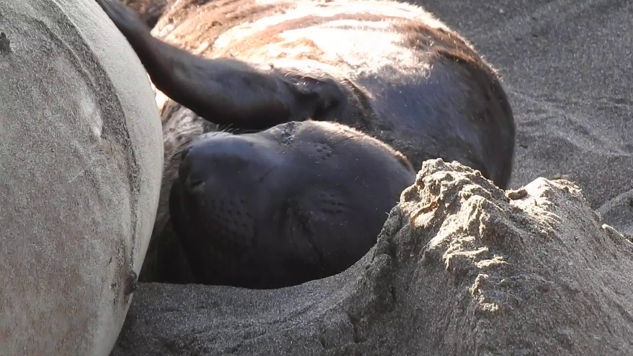 Very young Elephant Seal Pup, San Simeon CA 12/28/19 YouTube