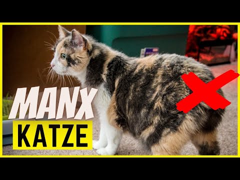 Video: Manx (Manx-Katze): Beschreibung Der Rasse, Charakter, Tipps Zur Pflege Und Pflege, Foto