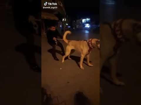 Kangal köpek tutamadık