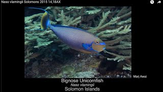 Bignose Unicornfish, Naso vlamingii, Solomon Islands 2015