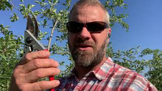 Fire Blight in Apples: Managing Visible Blossom and Shoot Blight