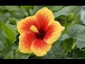 Tout ce quil faut savoir sur les hibiscus dintrieur et dextrieur