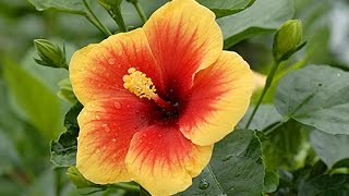 Quand les hibiscus bourgeonnent ?