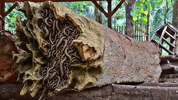 the surprising process of sawing old teak logs in a sawmill 