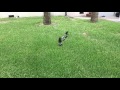 Middle of video