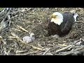 Decorah Eagles North Eaglet Exploring Out Of Nest Bowl