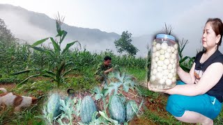 Harvest watermelon, vegetables, salt fish for pigs, eggplant, live with nature. Lý Thị Chiến