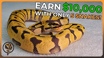 Je kunt $ 10.000 verdienen met SLECHTS VIJF balpythons!!! ($ 2500 budget)