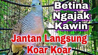 perkutut betina memanggil jantan hitungan detik langsung nyaut dengar suara ini