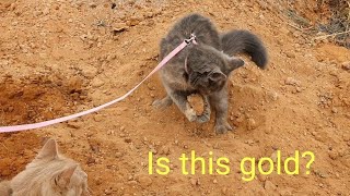 Kitten finds GOLD 😂😂🐈🐈 by Mysty and Meeko The adventurous kittens 145 views 4 years ago 1 minute, 37 seconds